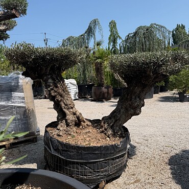 Olivovník BONSAI DOBLE DISCO