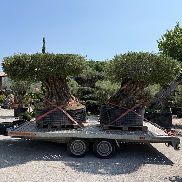 Olivovník BONSAI PLATO I
