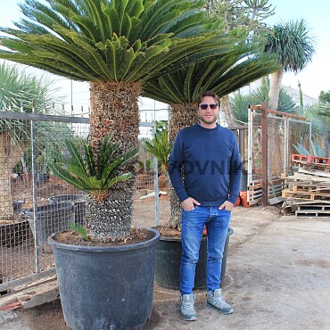 CYCAS REVOLUTA PREMIUM QUALITY - VÝŠKA 250CM