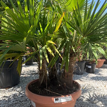 Trachycarpus Fortunei - trojkmen - mrazuvzdorná palma (-17C)