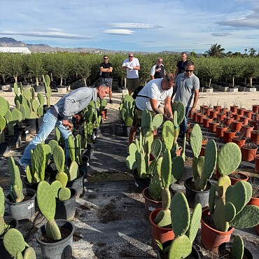 Opuntia Titania - Opuncie