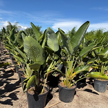 2026 Rezervace/ Strelitzia Augusta 5Lt, 10Lt