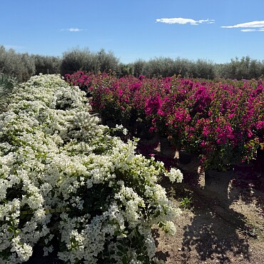 2026 Rezervace / Bougenvillea - bílá (Bugenvilea)
