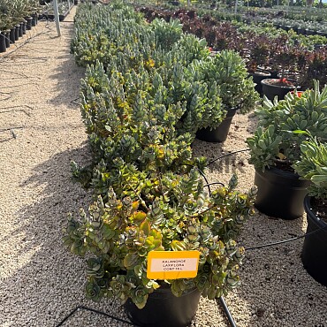 MIX sukulentů -  15lt