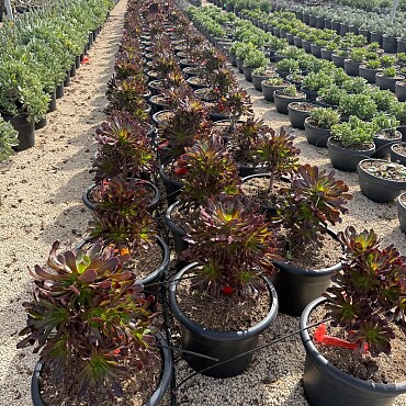 MIX sukulentů -  15lt