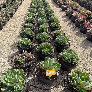 MIX sukulentů -  15lt