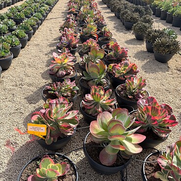 MIX sukulentů -  15lt