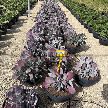 MIX sukulentů -  15lt