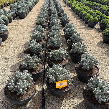 MIX sukulentů -  15lt