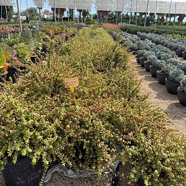 MIX sukulentů -  15lt