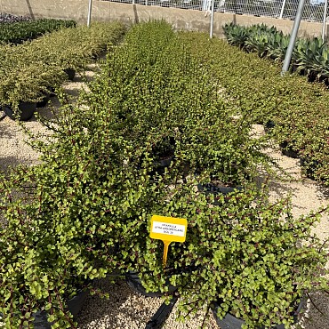 MIX sukulentů -  15lt