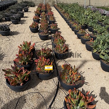 MIX sukulentů -  15lt