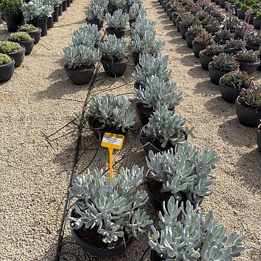 MIX sukulentů -  15lt