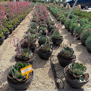 MIX sukulentů -  15lt