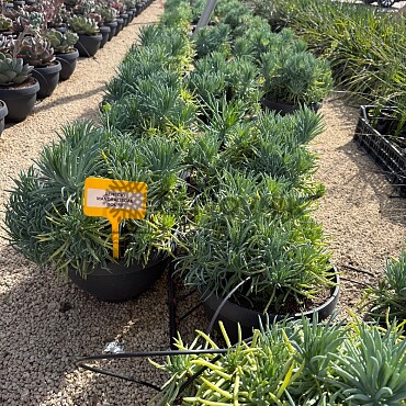 MIX sukulentů -  15lt