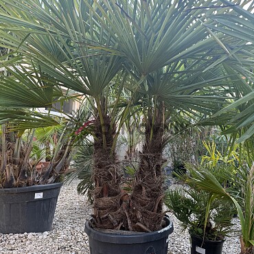 Trachycarpus Fortunei - dvoukmen - mrazuvzdorná palma (-17C°)