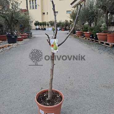 FICUS CARICA - Fík 10lt - CUELLO DAMA BLANCA