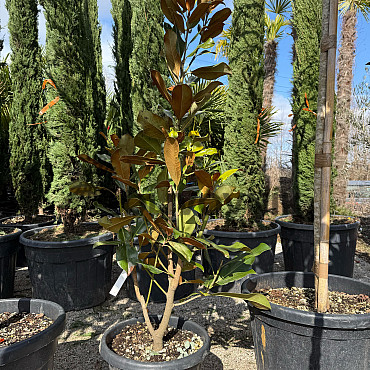 Magnolia grandiflora - 160/180cm