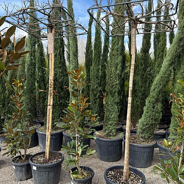 Platan / Morus platanifolia