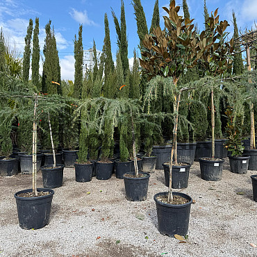 Cedr - CEDRUS DEODARA 'Pendula'