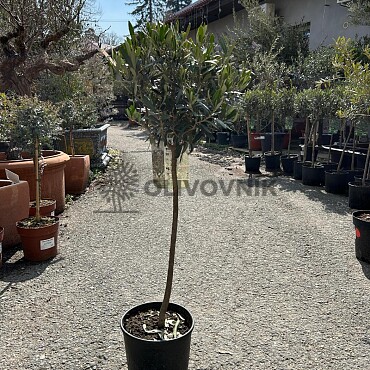 Olivovník Evropský - Mini Copa 100cm - 7,5lt