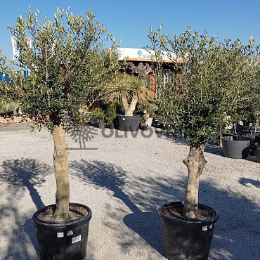2026 Rezervace / Olivovník Evropský - Intensivo - 70lt - 180/200cm