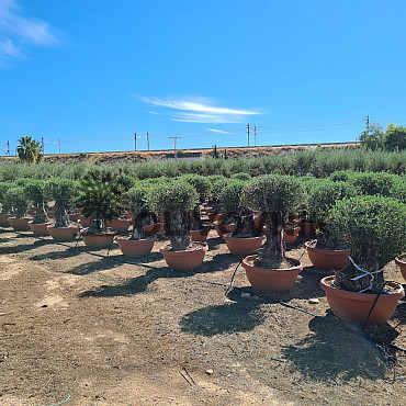 AKCE - Olea Europaea - Bonsai Q90