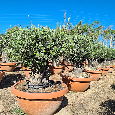 Olivovník Evropský - Bonsai COPA - TOP CENA