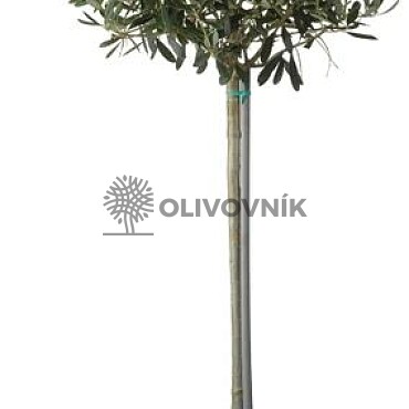 Olivovník Evropský - COPA 7,5/10lt. 120 - 150cm