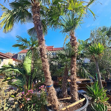 Trachycarpus Fortunei - trojkmen - kompletní výška kmenů 600cm