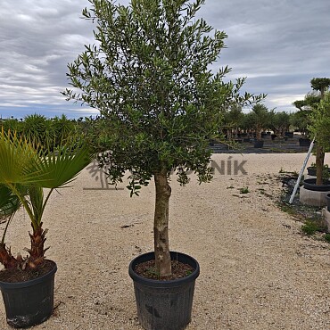 Olivovník Intensivo + Phoenix Canariensis