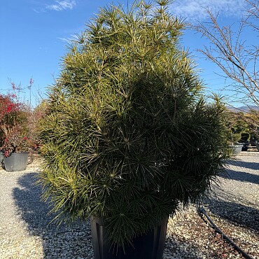 2026 Rezervace / SCIADOPITYS VERTICILLATA " Beauty Green" - Pajehličník /80/100cm