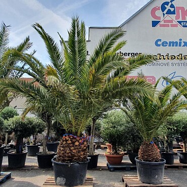 PHOENIX CANARIENSIS 50/60 kmen