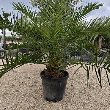 Olivovník Intensivo + Phoenix Canariensis