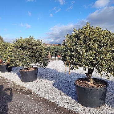 2026 Rezervace / Iles Aquifolium ˇVariegatumˇ 150/175cm / 285lt / Extra Multitronco