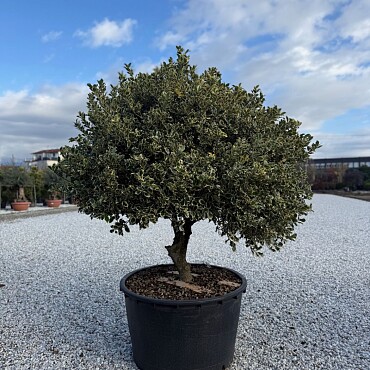 2026 Rezervace / Iles Aquifolium ˇVariegatumˇ 150/175cm / 285lt / Extra Multitronco