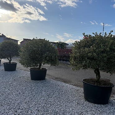 2026 Rezervace / Iles Aquifolium ˇVariegatumˇ 150/175cm / 285lt / Extra Multitronco