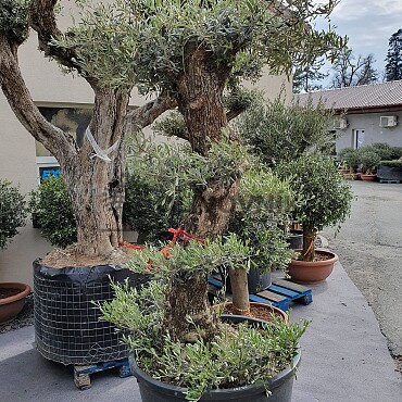 Olea Europaea - PON PON Piel Vieja 90/110l