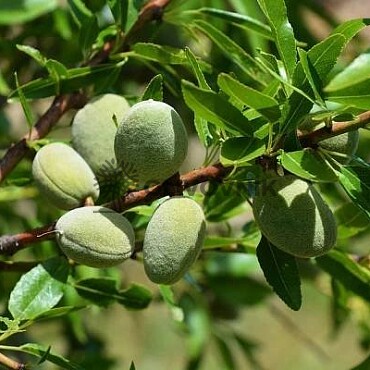 PRUNUS DULSIS - Mandloň obecná