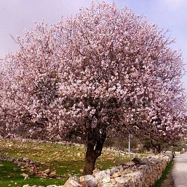 PRUNUS DULSIS - Mandlovník / 25lt