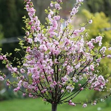 PRUNUS DULSIS - Mandloň obecná