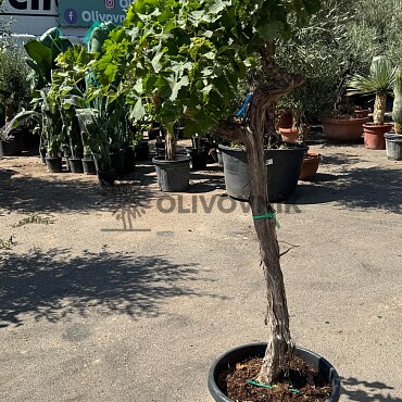 Réva - Vitis vinifera - alta mediana 45L / výška 170cm