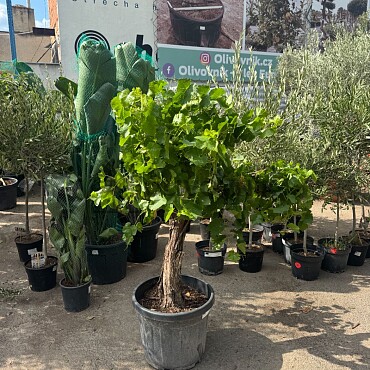 Réva - Vitis vinifera - baja 45L / výška 140cm