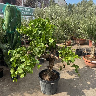 Réva - Vitis vinifera - baja 45L / výška 140cm