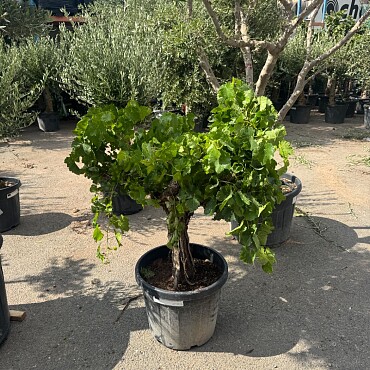 Réva - Vitis vinifera - baja 45L / výška 140cm