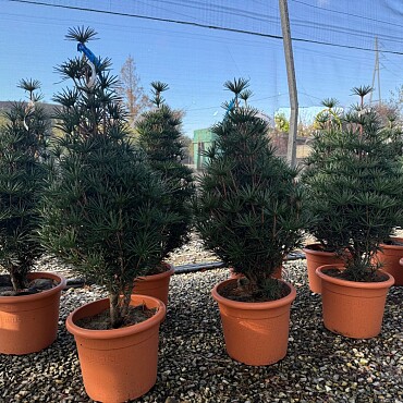 2026 Rezervace / SCIADOPITYS VERTICILLATA " Beauty Green" - Pajehličník /110cm