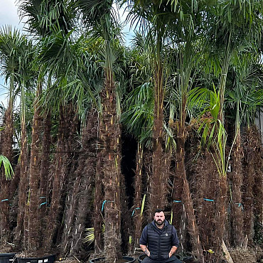 AKCE - Trachycarpus Fortunei (-17C) AKCE Balovky / 200-400cm