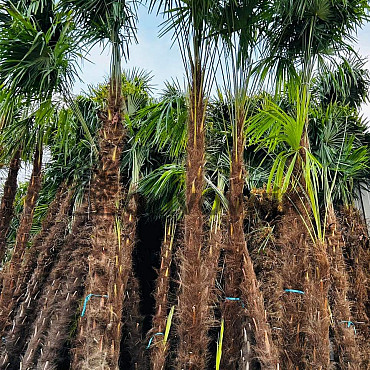 AKCE - Trachycarpus Fortunei (-17C) AKCE Balovky / 200-400cm