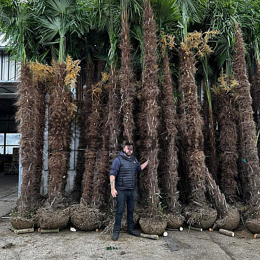 AKCE - Trachycarpus Fortunei (-17C) AKCE Balovky / 200-400cm