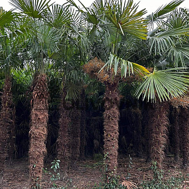 AKCE - Trachycarpus Fortunei (-17C) AKCE Balovky / 200-400cm